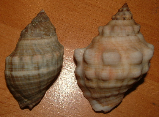 Stramonita haemastoma f. consul